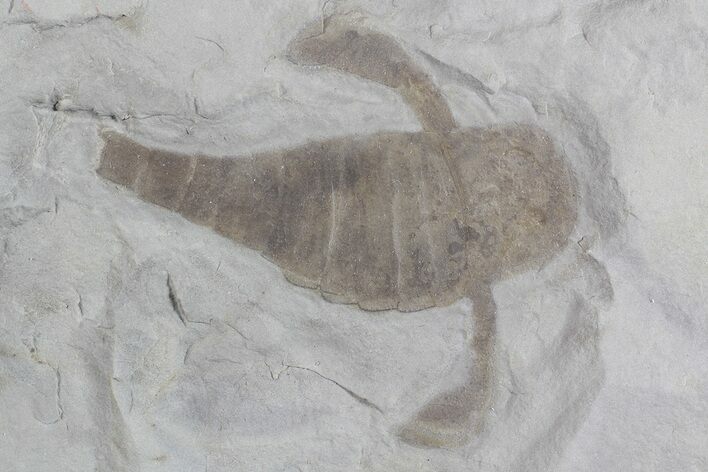 Eurypterus (Sea Scorpion) Fossil - New York #70642